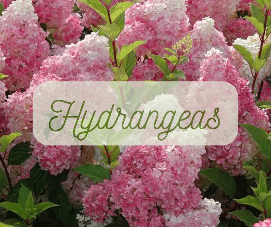 How Big do Hydrangeas Get?