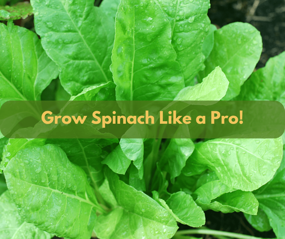 How to grow spinach like a pro