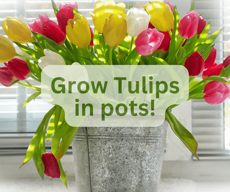 How to Plant Tulip Bulbs in Pots (and more!)