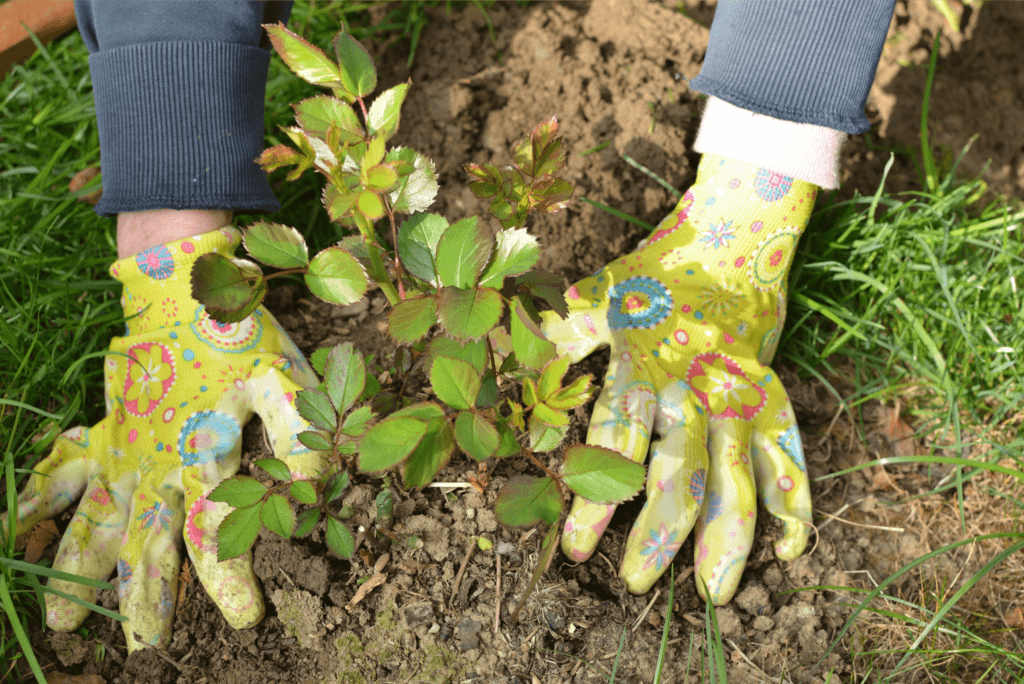 two hands with yellow gloves patting the soil around a newly planted rose bush