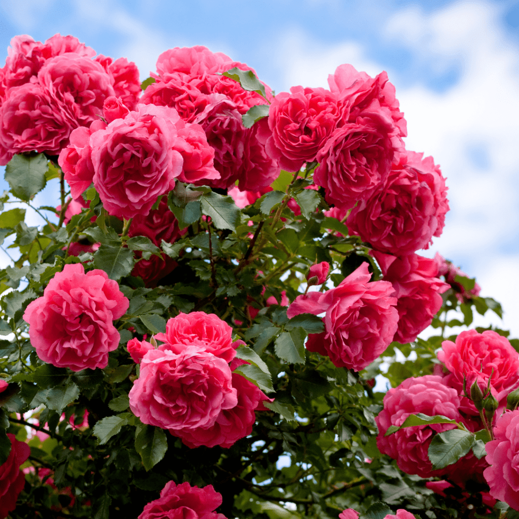 red roses against a blue sky with puffy white clouds