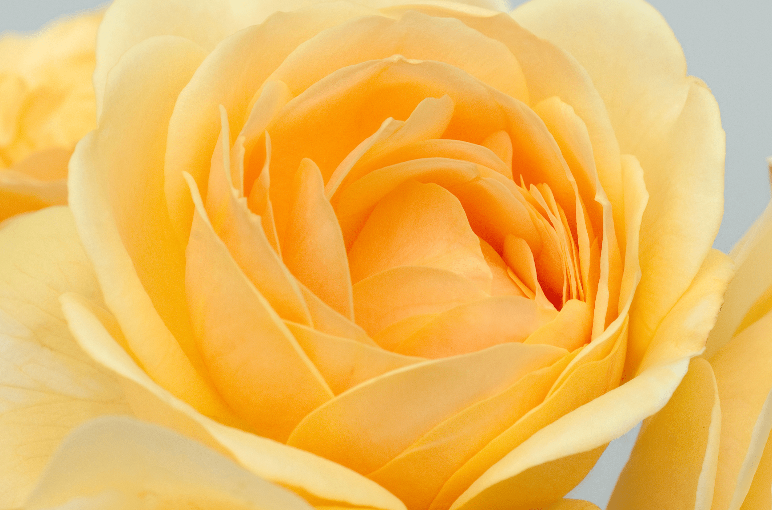 extreme closeup of a yellow rose