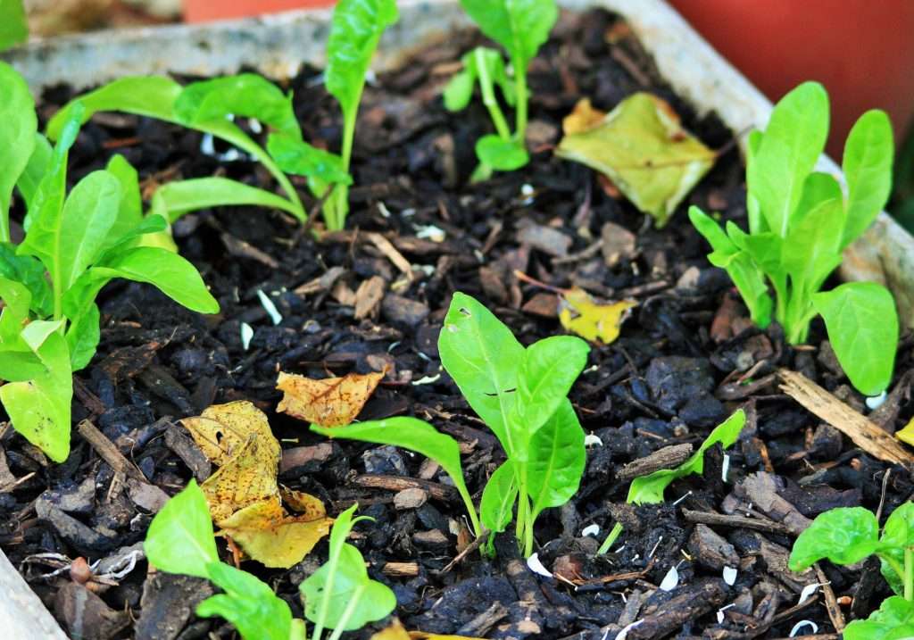 spinach seedlings growing in soil