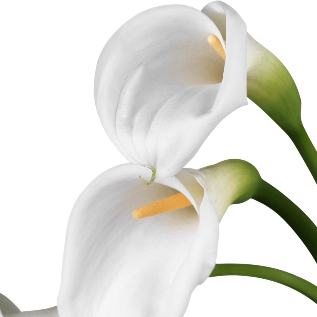 Can I Grow a Giant Calla Lily in a Pot?