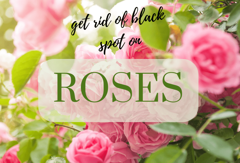 Black spot on roses