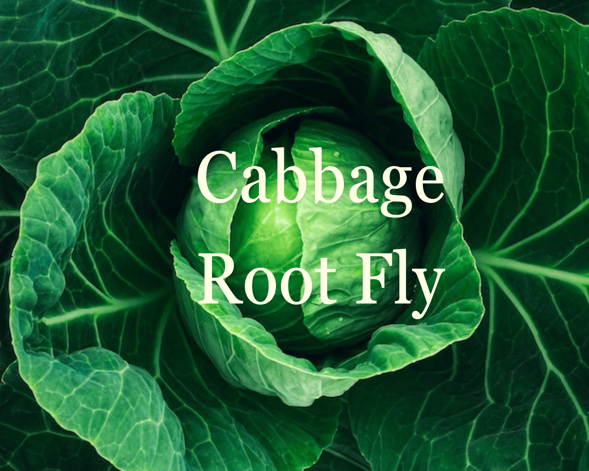 Cabbage Root Fly