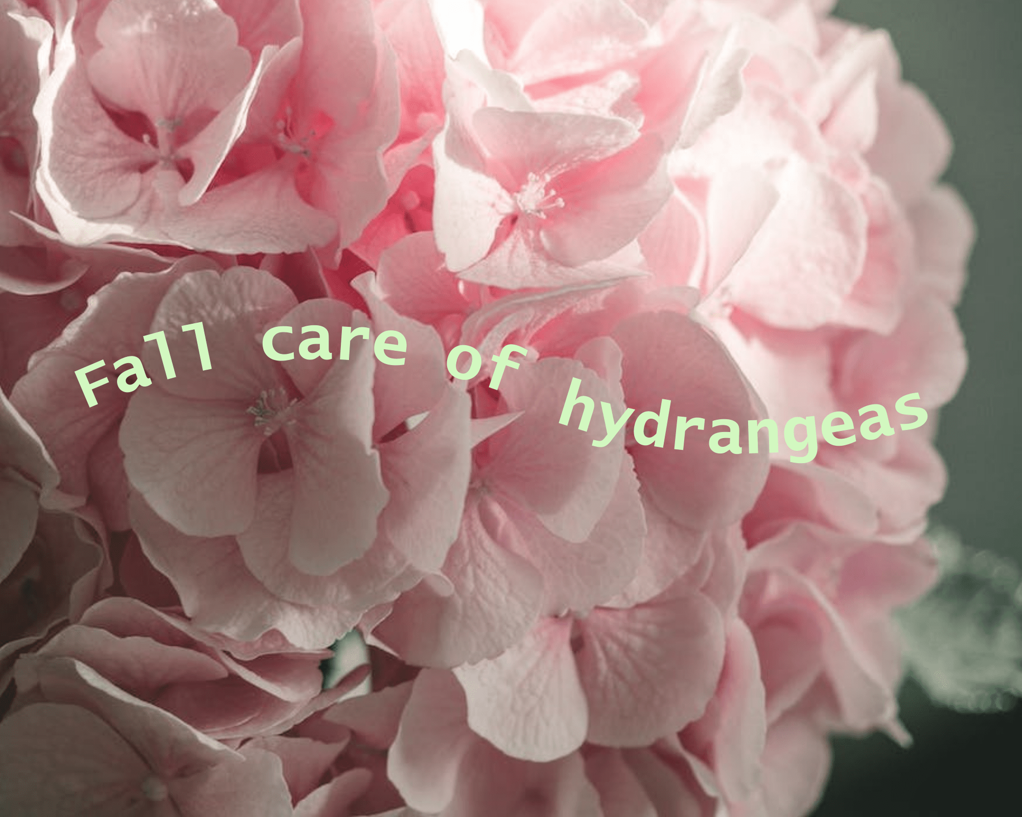 Fall Care for Hydrangea
