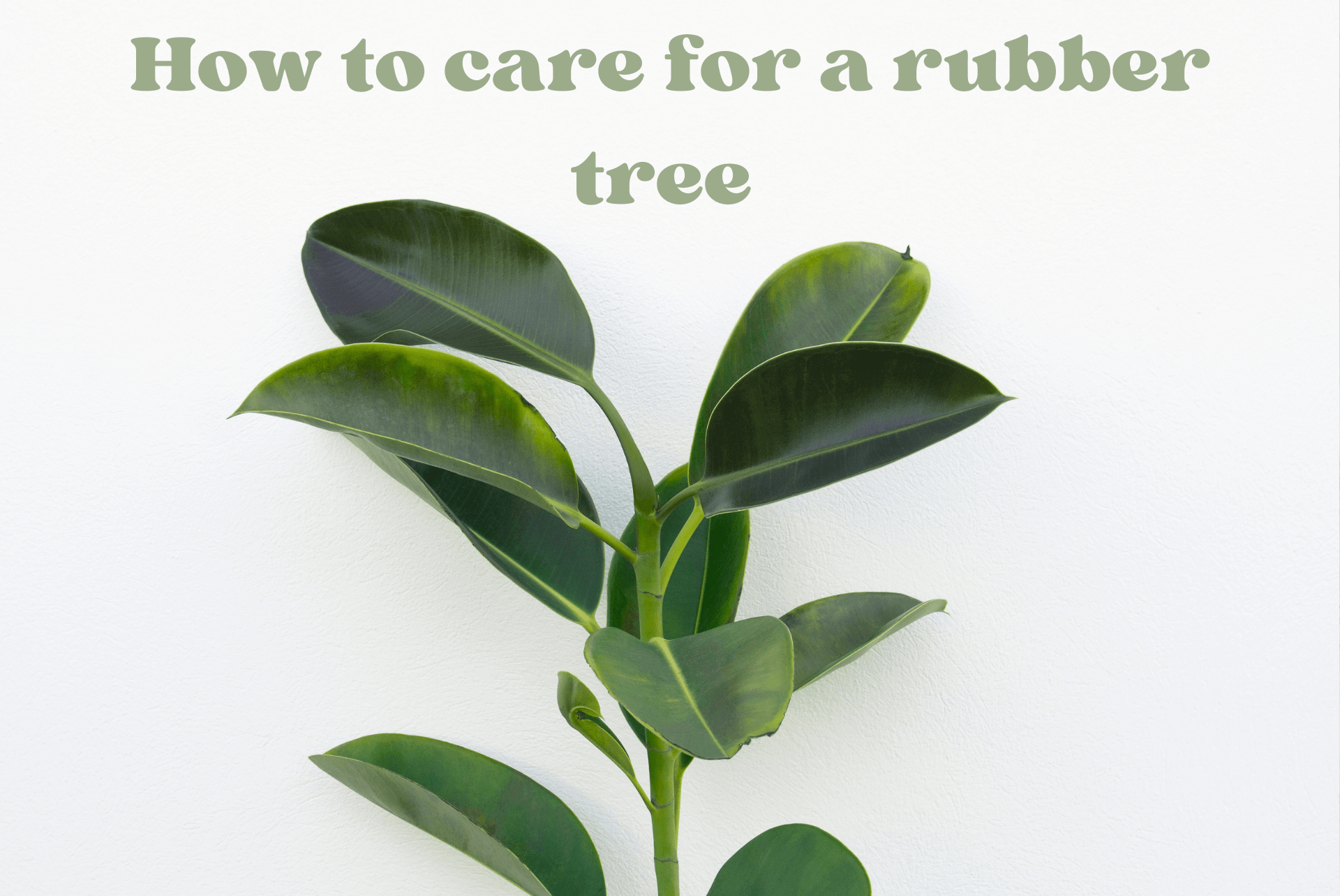 Rubber Tree Care