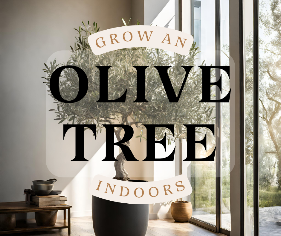Care for olive tree indoors