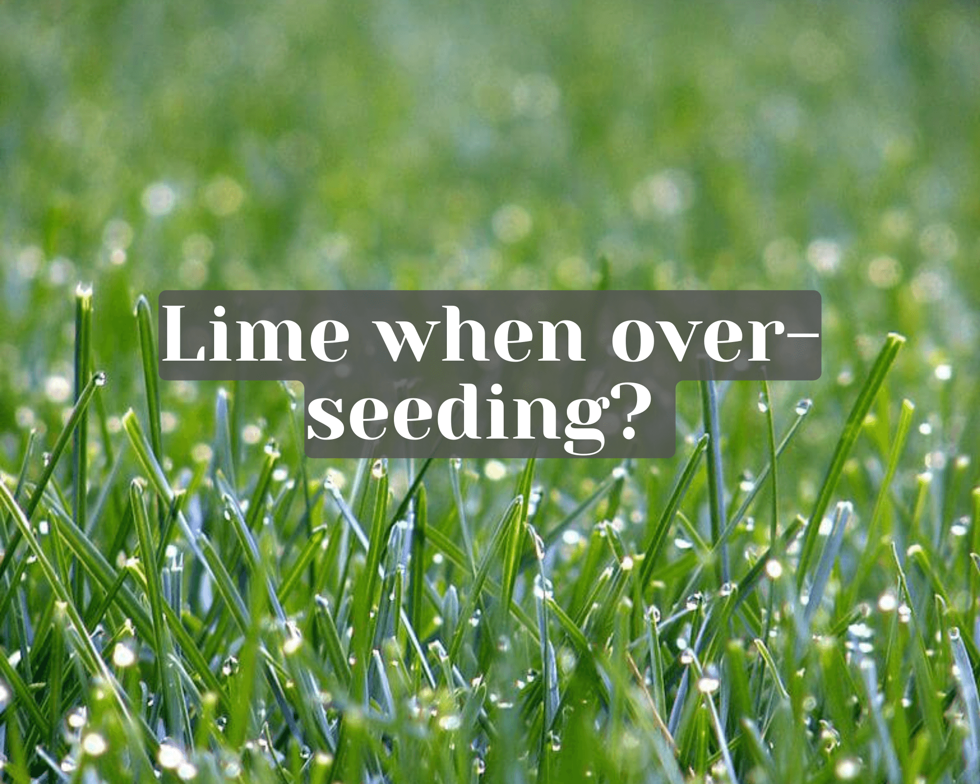 Should you put lime down when overseeding?