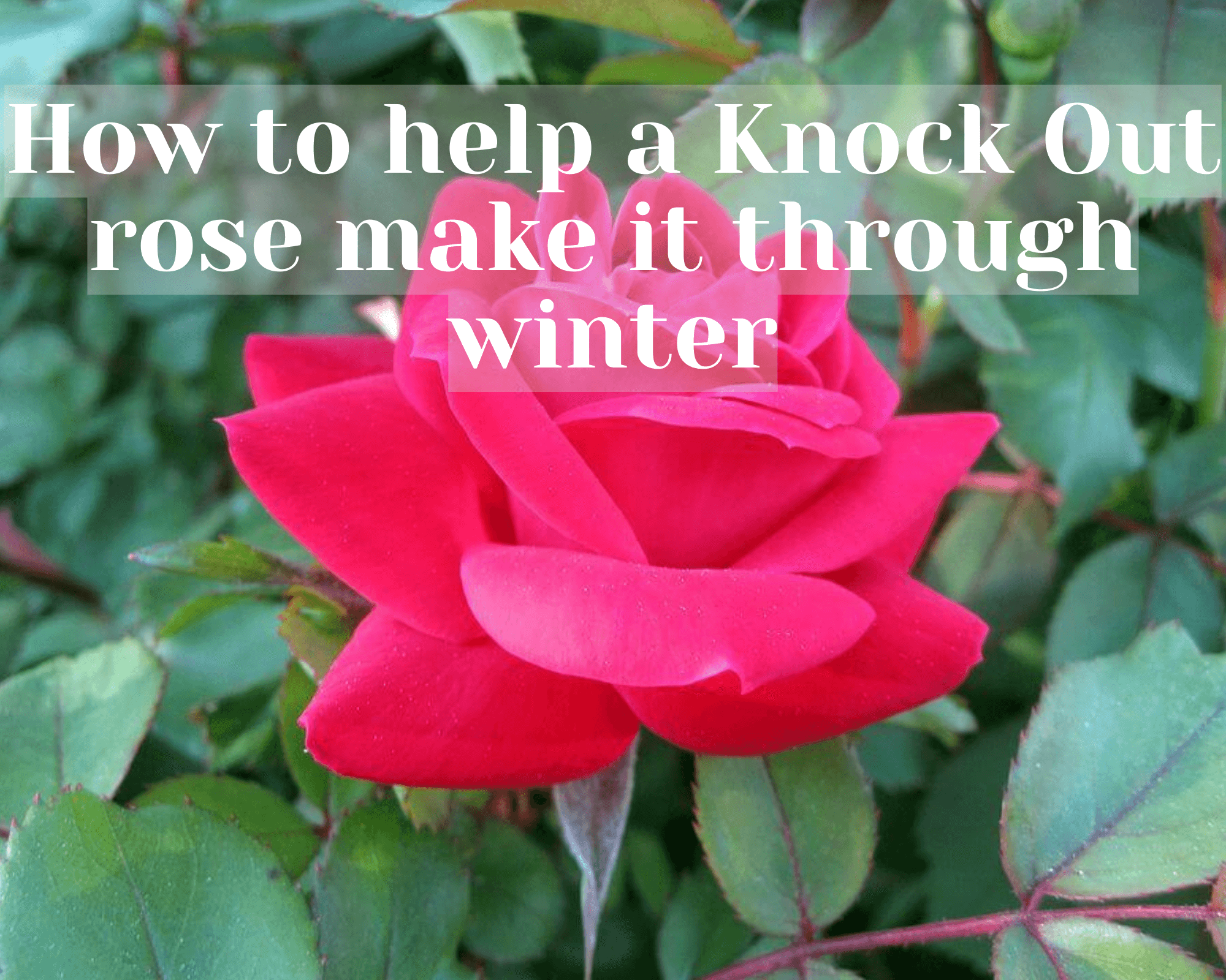 Knock Out® Roses Winter Care