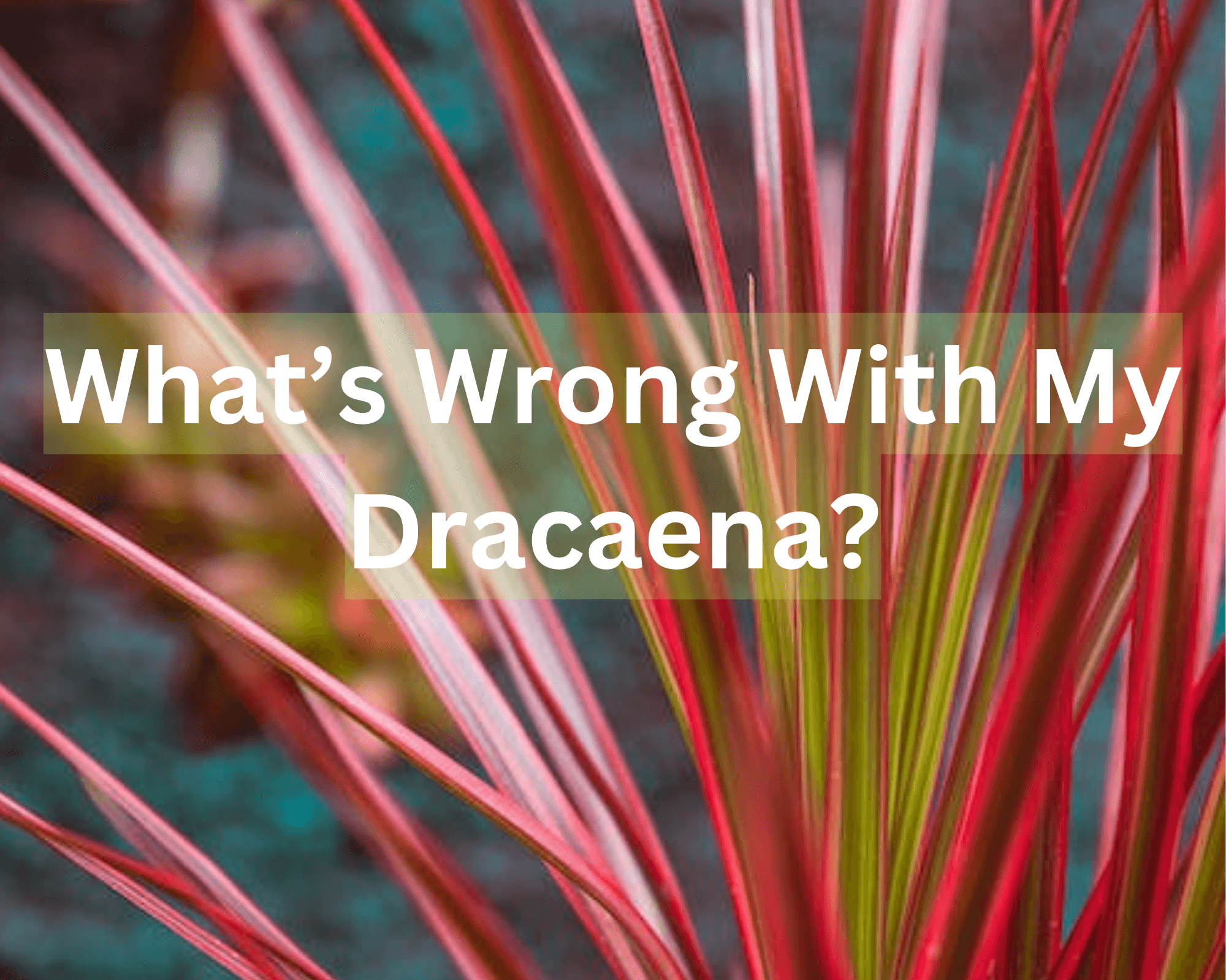 Common Dracaena Problems