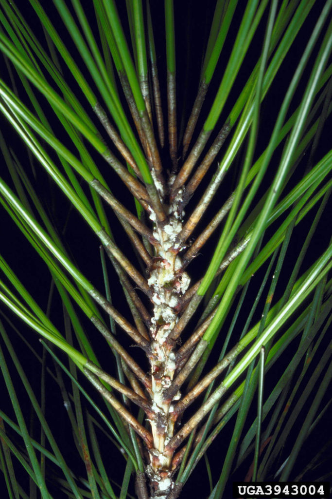 Closeup of mealy bugs on a pine tree