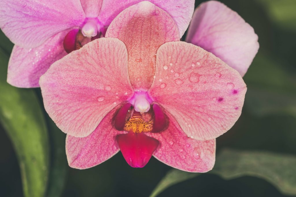 Peachy/pink colored orchid closeup
