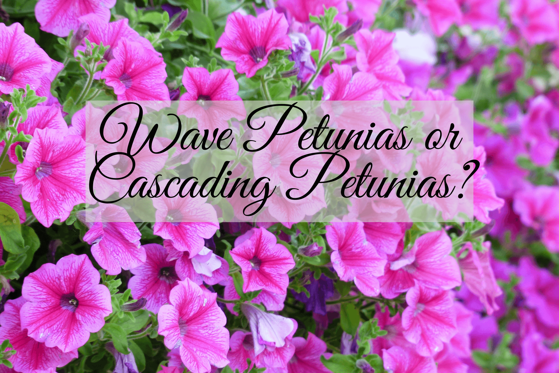 The Difference Between Wave® Petunias and Cascading Petunias