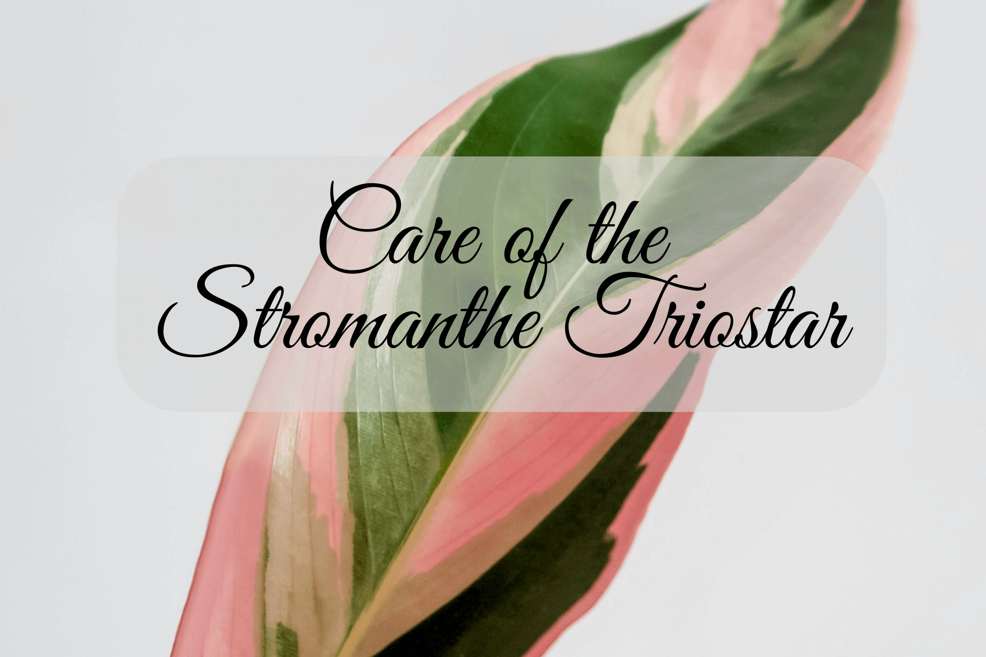 Triostar Stromanthe Care