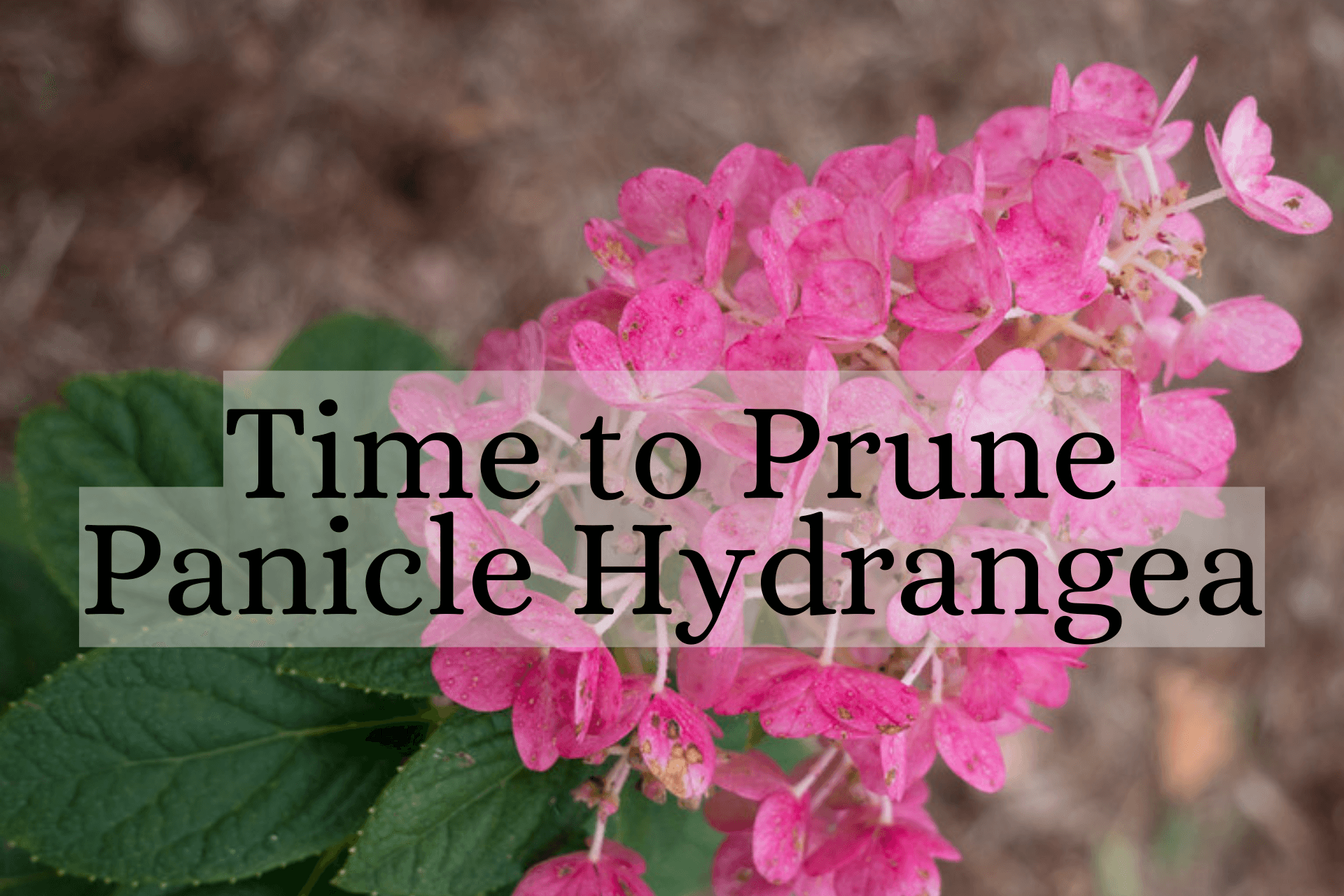 Panicle Hydrangea Pruning