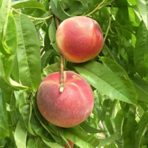 Closeup of 2 Babcock peaches hanging from a tree.