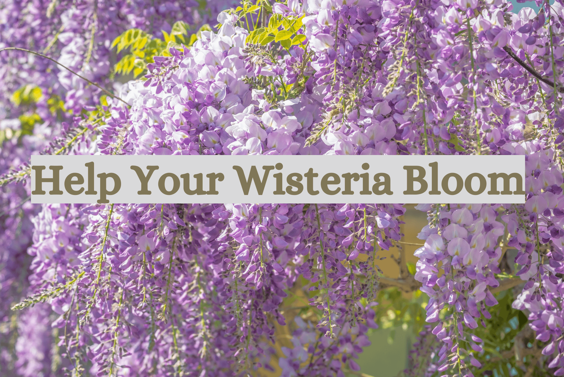 When Does Wisteria Bloom?