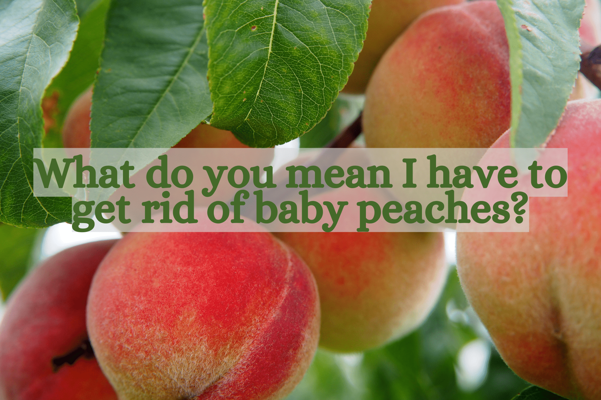 How to Thin Peaches