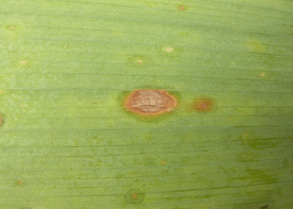 closeup of an iris leaf with an iris leaf spot brown lesion.