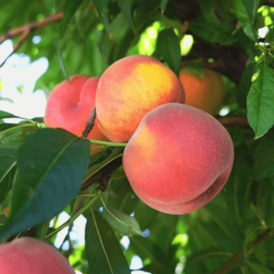 Bunch of Tropic Beauty peaches hanging from a peach tree