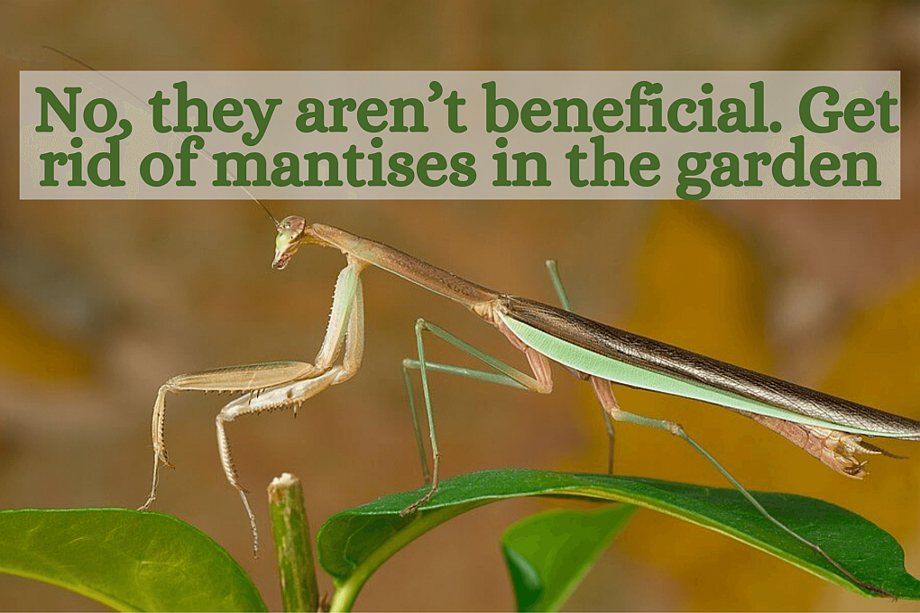 Praying Mantis in the Garden