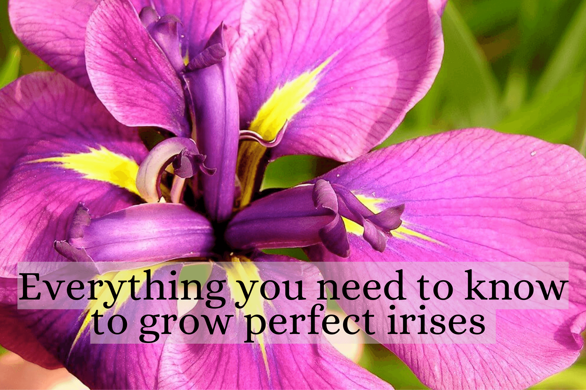 Iris Flower Plant Care
