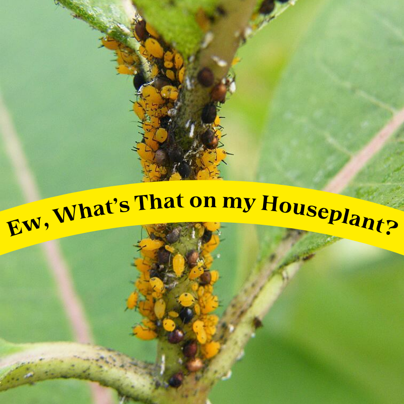 How to kill aphids on houseplants