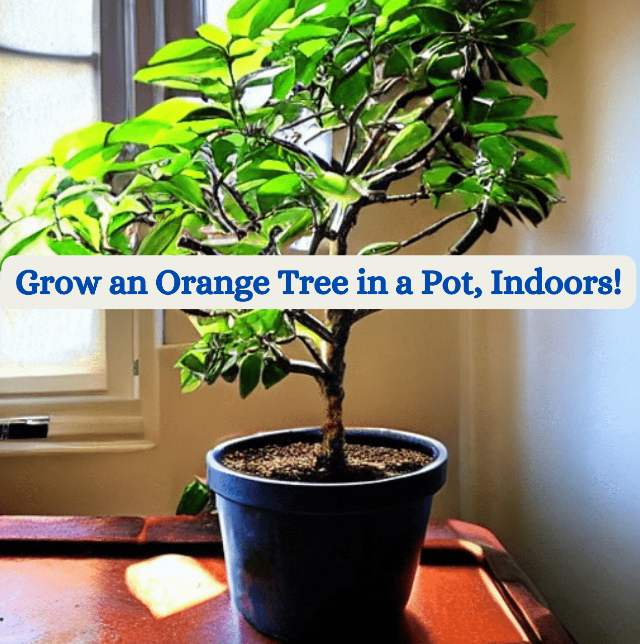 How to Grow Dwarf Navel Oranges in a Pot