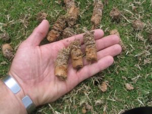 Man's hand holding lawn plugs after aerating his lawn