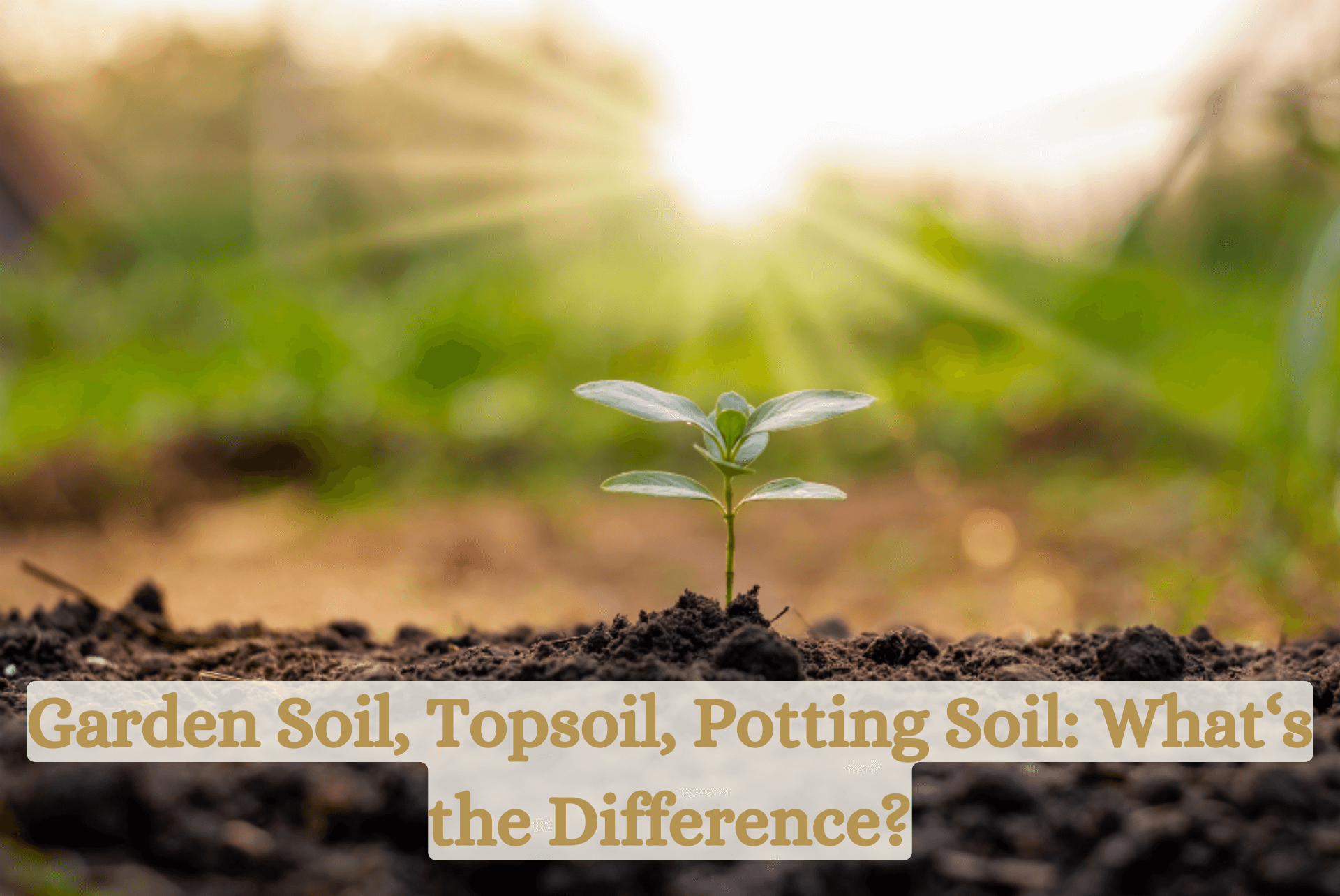 Planting Soil, Topsoil and Potting Soil: Is There a Difference?