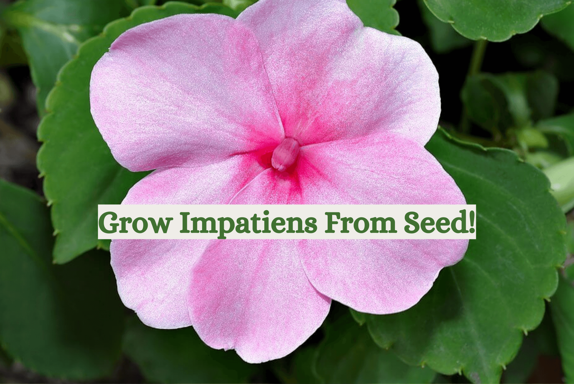 How to Germinate Impatiens Seeds
