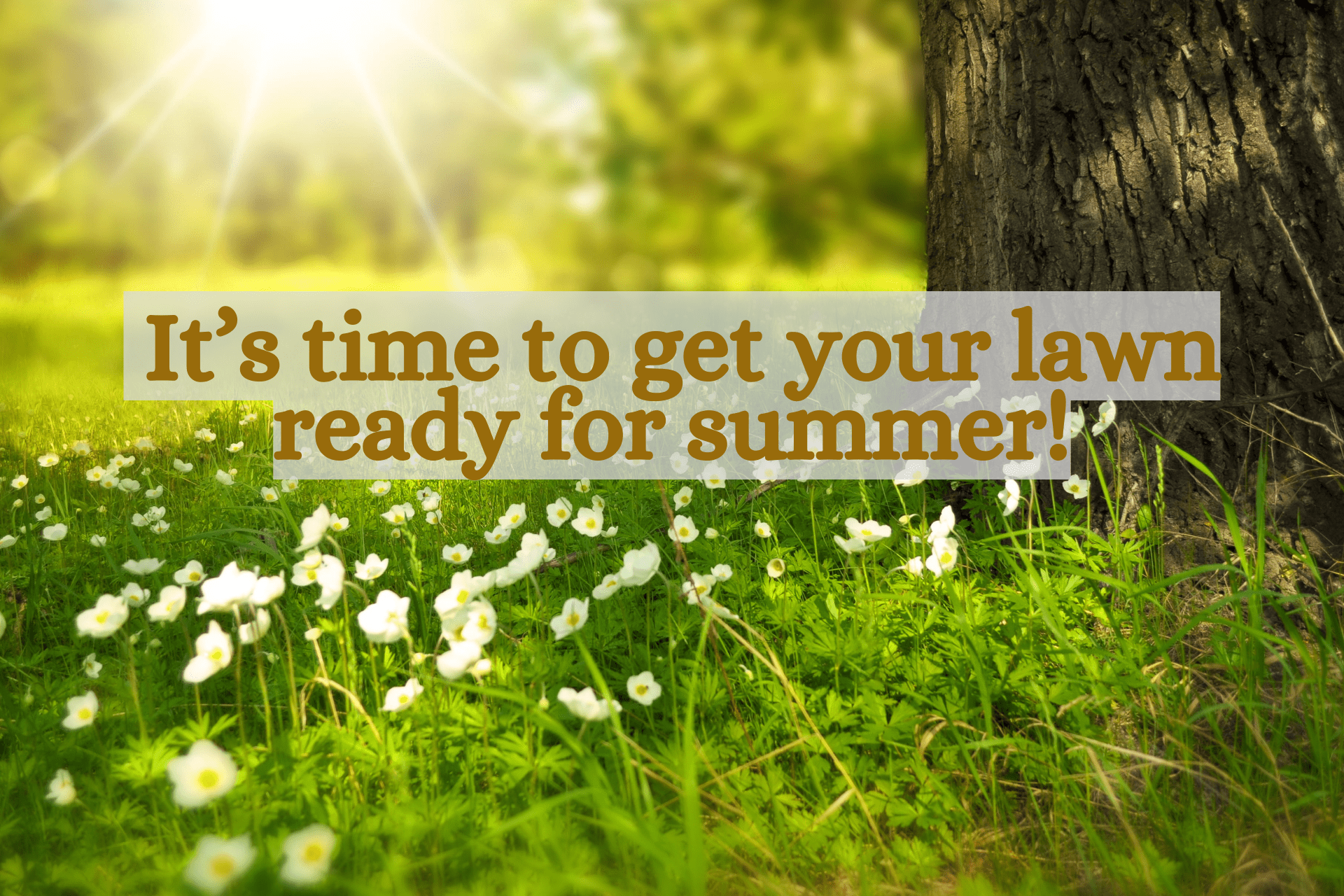 The Summer Lawn: How to get it ready for the heat