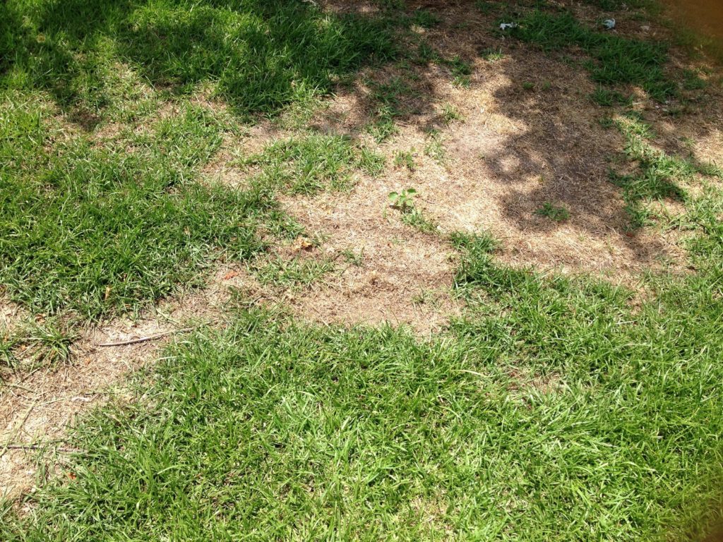 Brown patchy lawn from grub infestation
